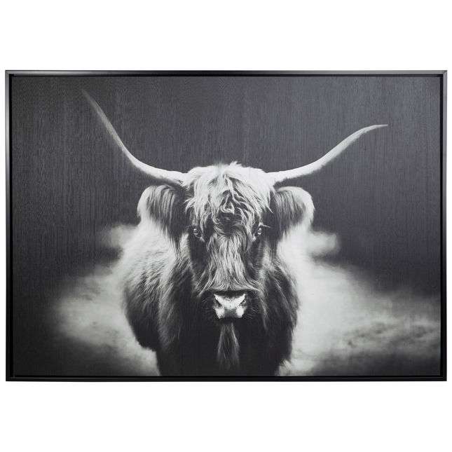 Highland Cattle