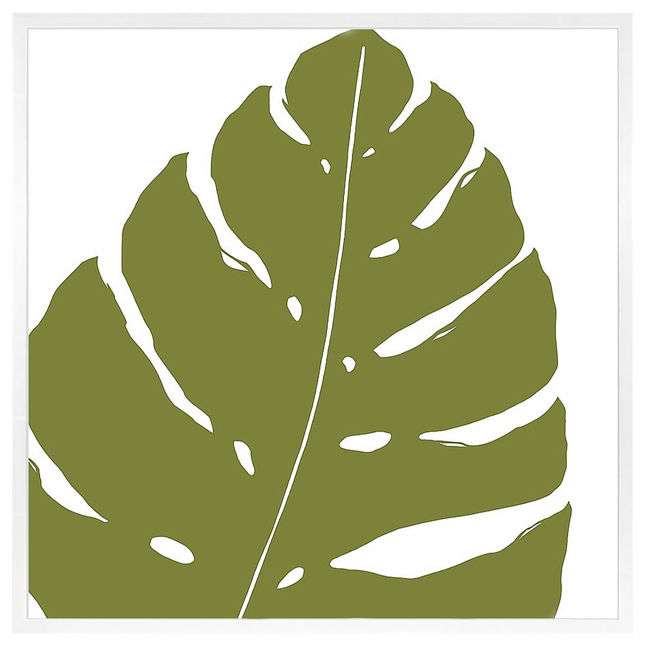 Monstera
