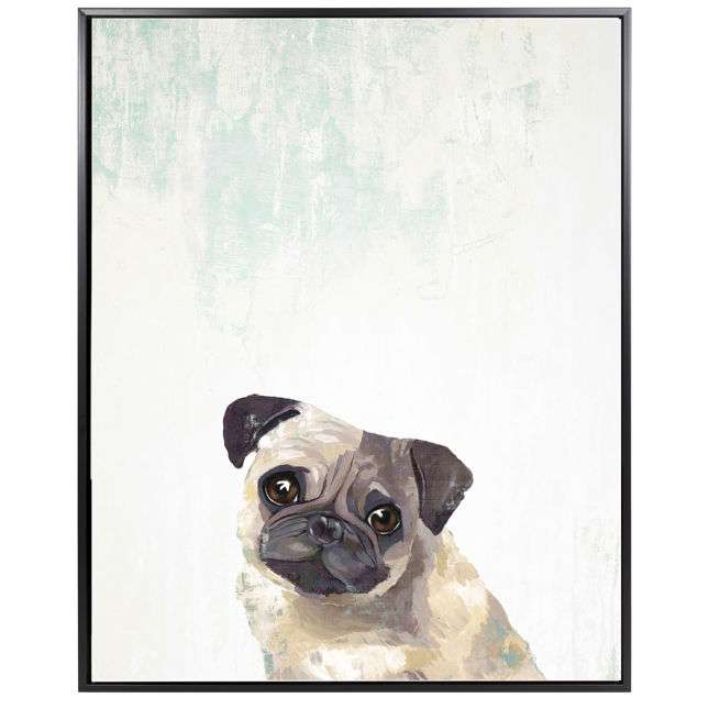 Pug Puppy