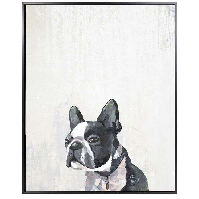 Frenchie Puppy