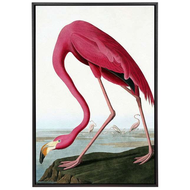 Flamingo II