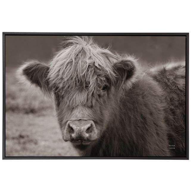 Highland Cow - Sepia
